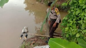 Mayat Perempuan Ditemukan Mengapung di Kali Cisadane Cikokol, Polisi Pastikan Tak Ada Tanda Kekerasan